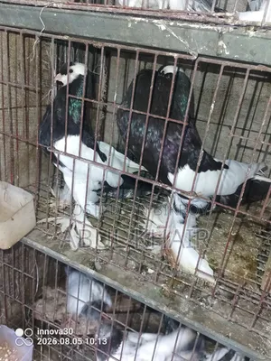 Pigeons for Sale