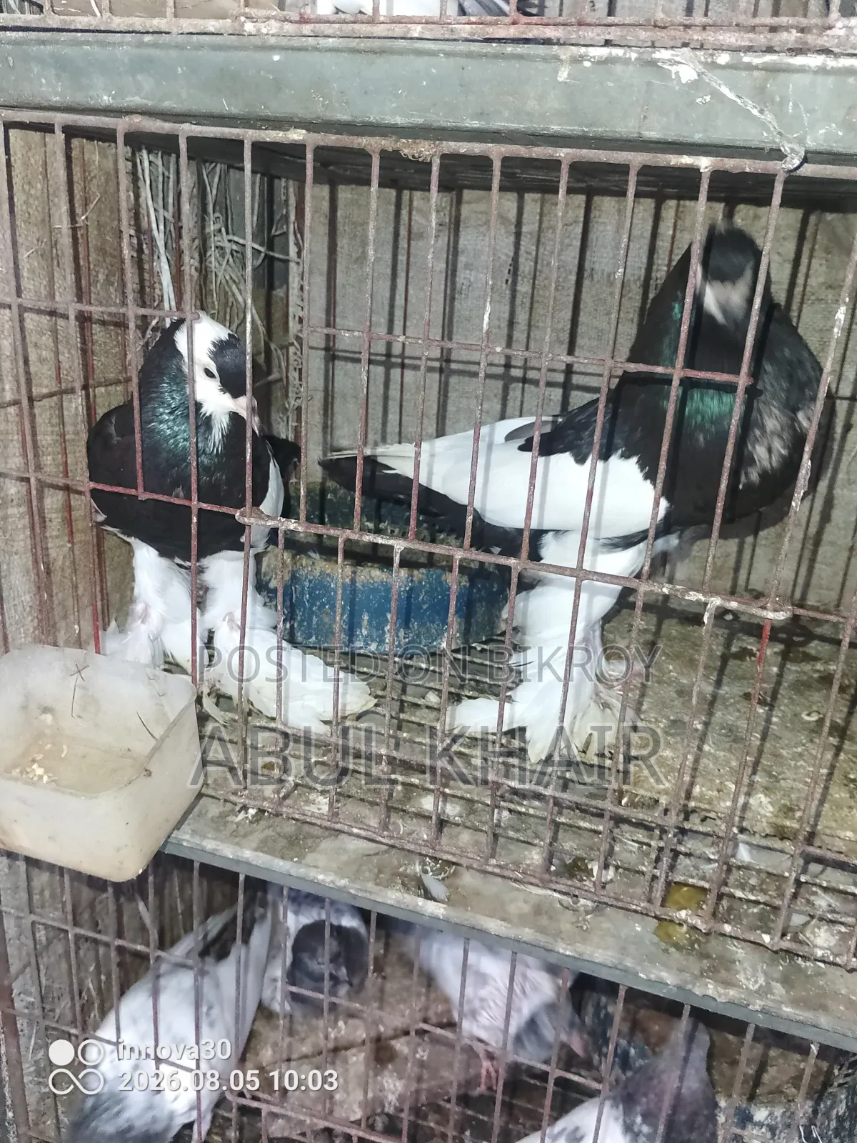Pigeons for Sale