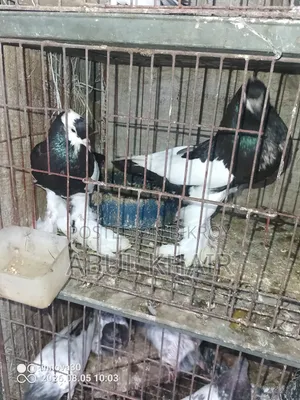 Pigeons for Sale