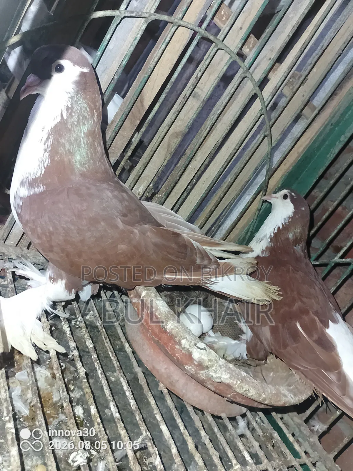 Pigeons for Sale