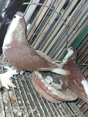 Pigeons for Sale