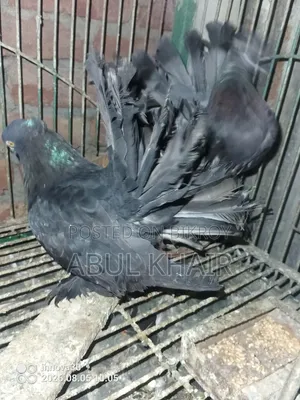 Pigeons for Sale
