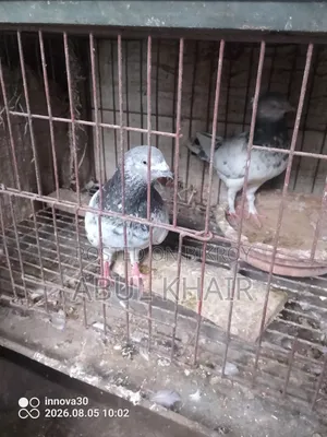 Pigeons for Sale