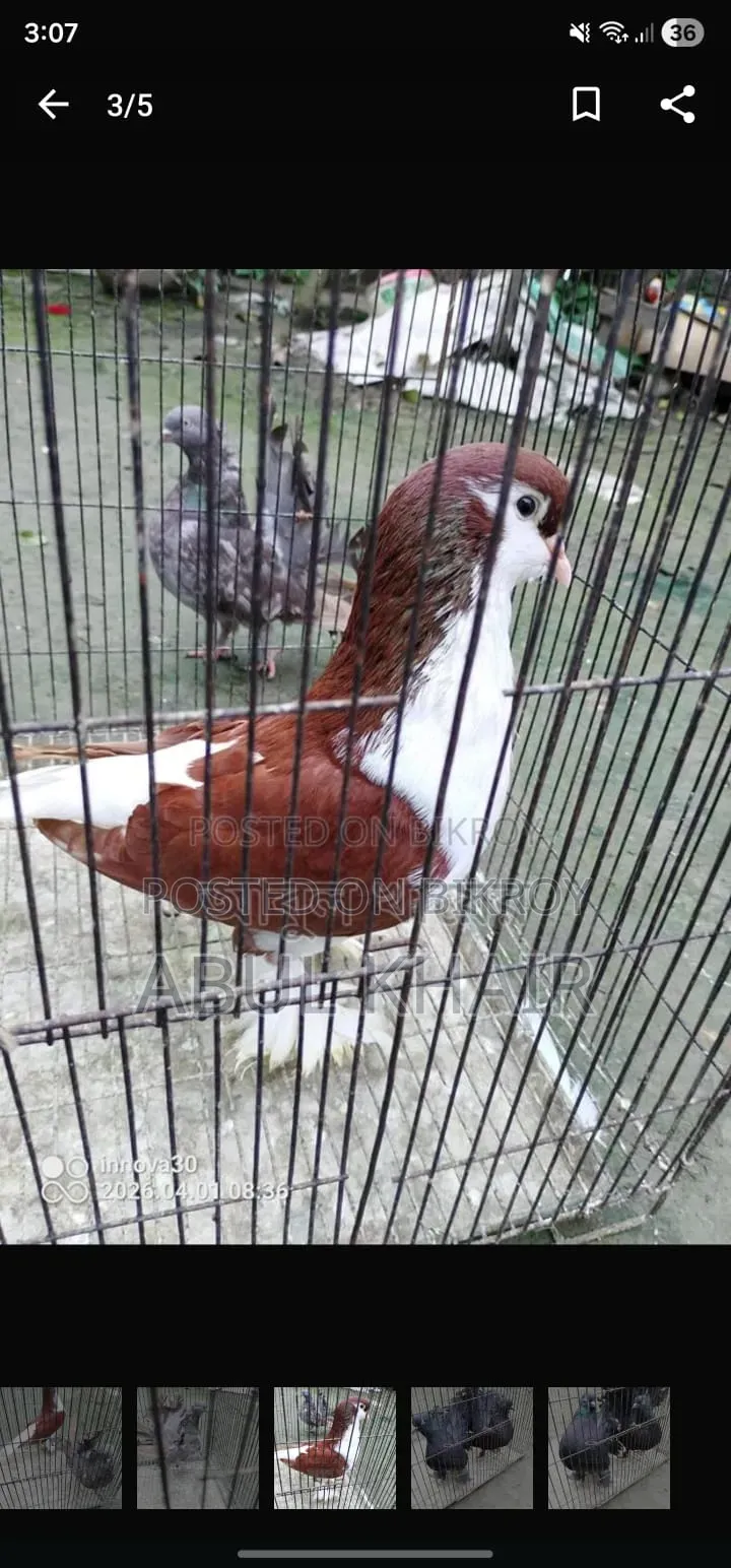 Pigeons for Sale