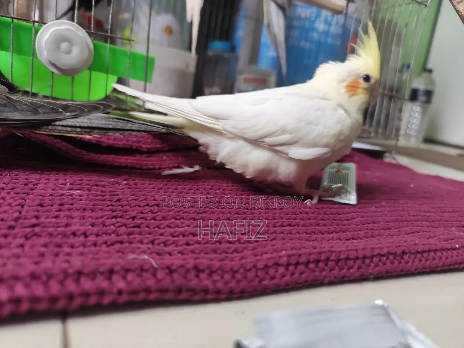 5 Cockatiel Birds