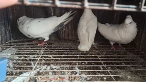 কবুতর (কাগজি)