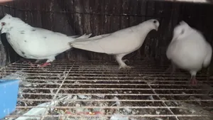 কবুতর (কাগজি)