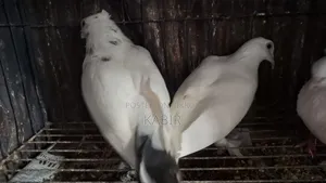 কবুতর (কাগজি)