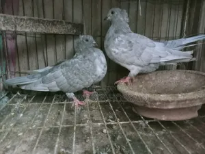খাকি চুইঠাল কবুতর জোড়া