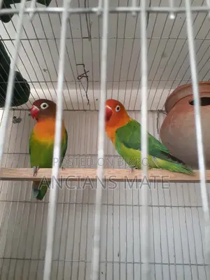 লাভ বার্ড এবং খাঁচা