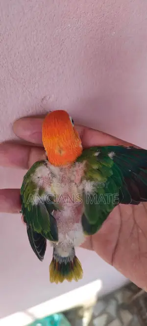 লাভ বার্ড এবং খাঁচা