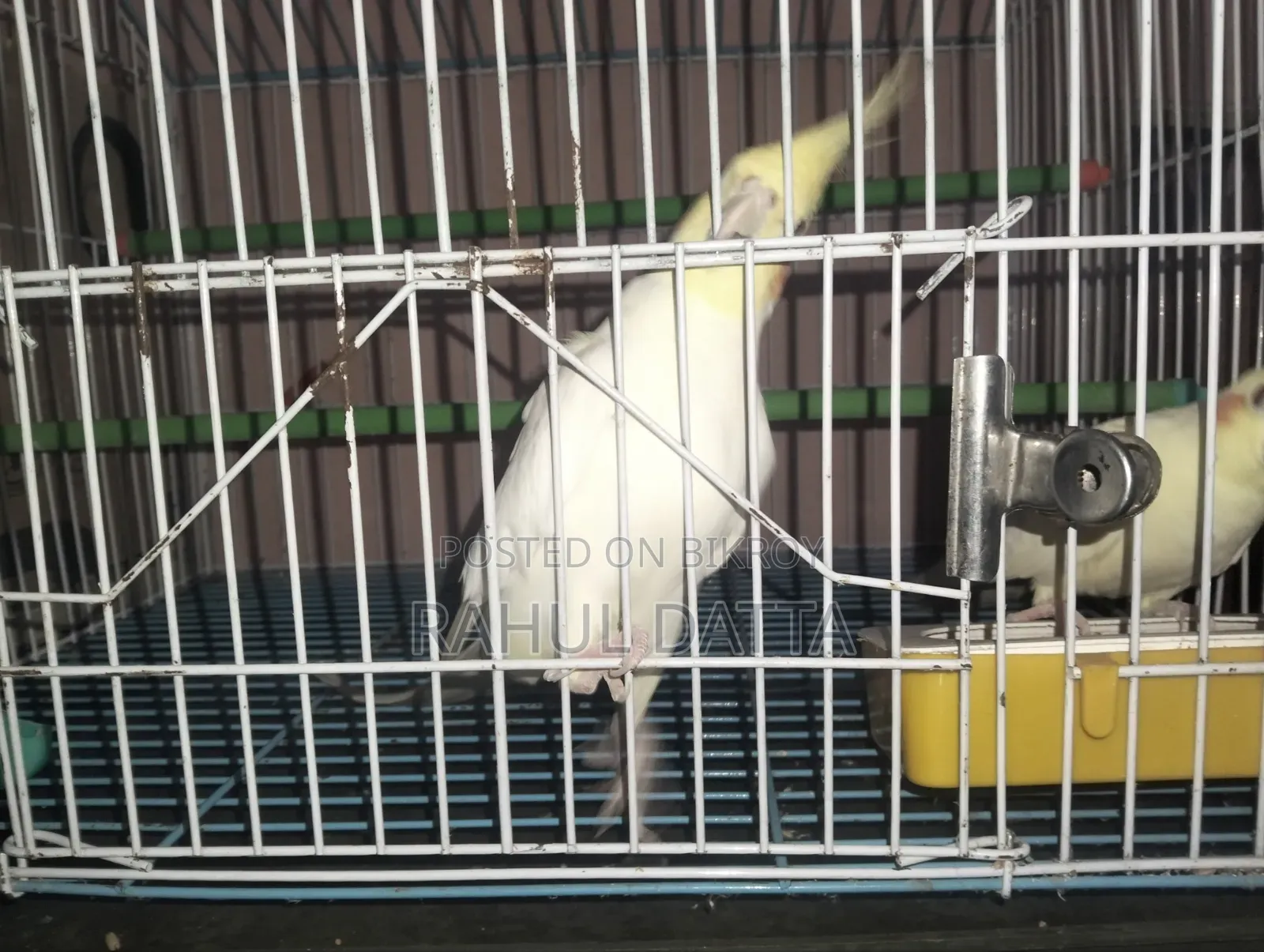 কোকাটিয়েল(Cocatial)
