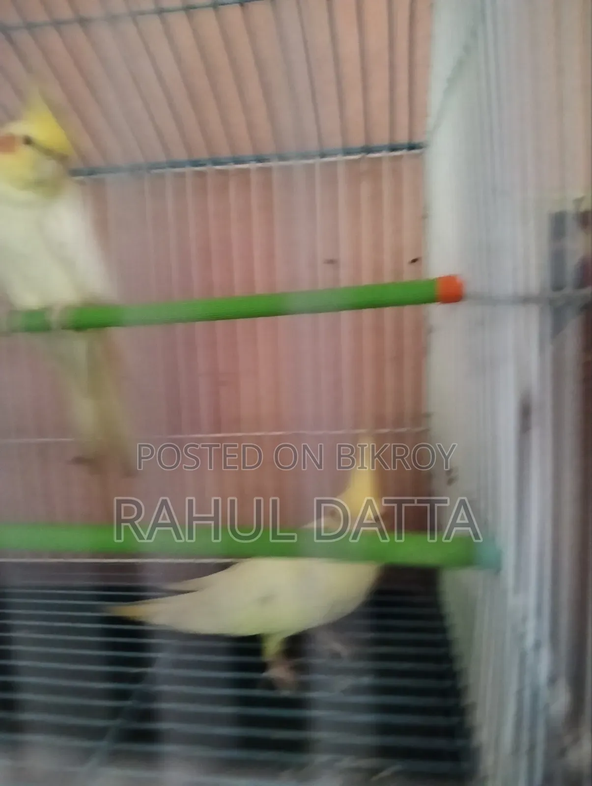 কোকাটিয়েল(Cocatial)