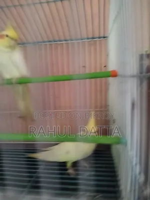 কোকাটিয়েল(Cocatial)