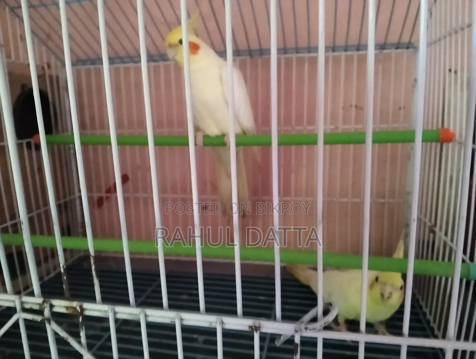 কোকাটিয়েল(Cocatial)