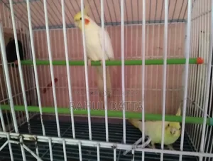 কোকাটিয়েল(Cocatial)