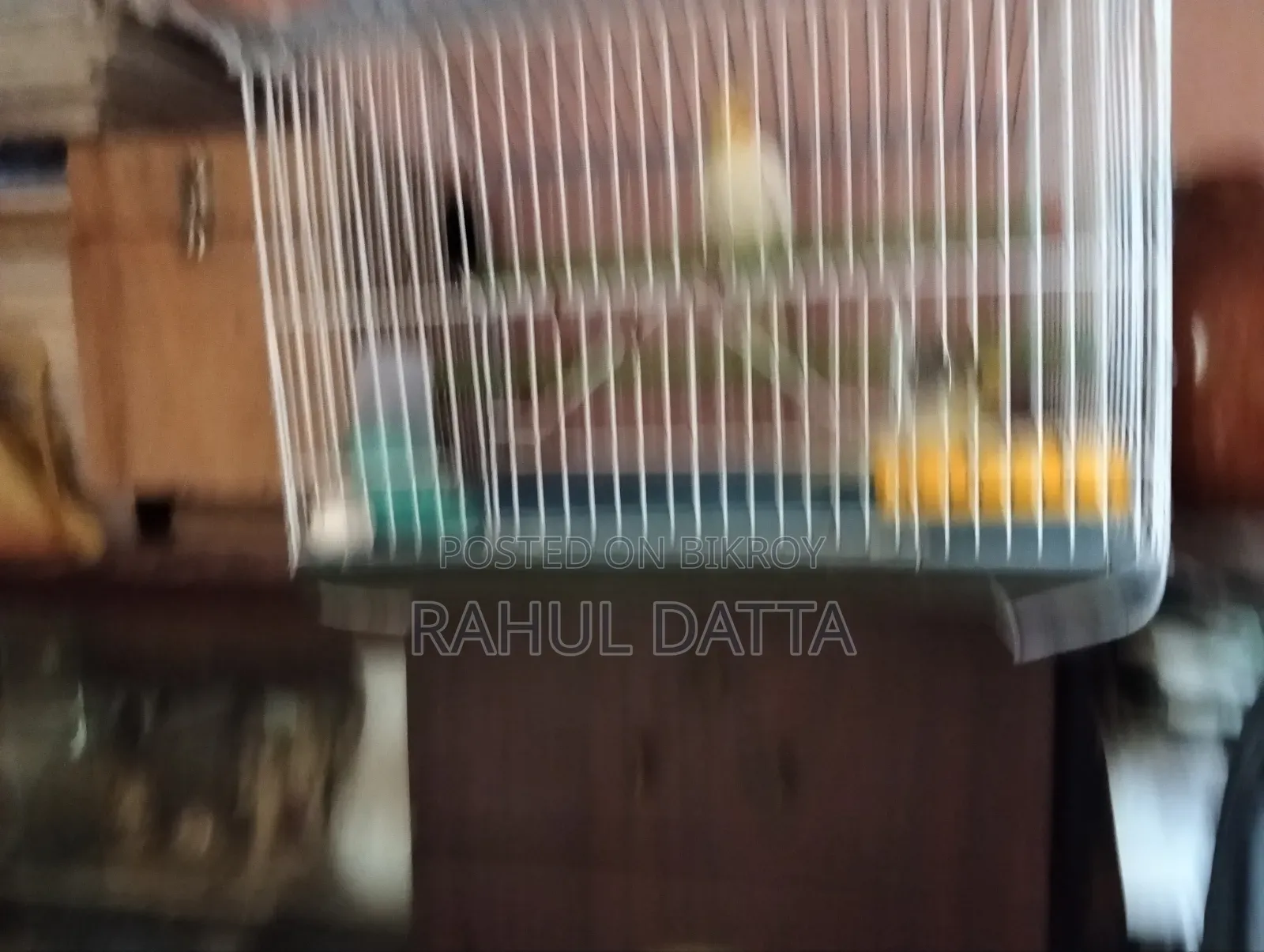 কোকাটিয়েল(Cocatial)