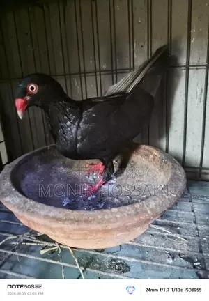 কালো ড্যানিশ পায়রা