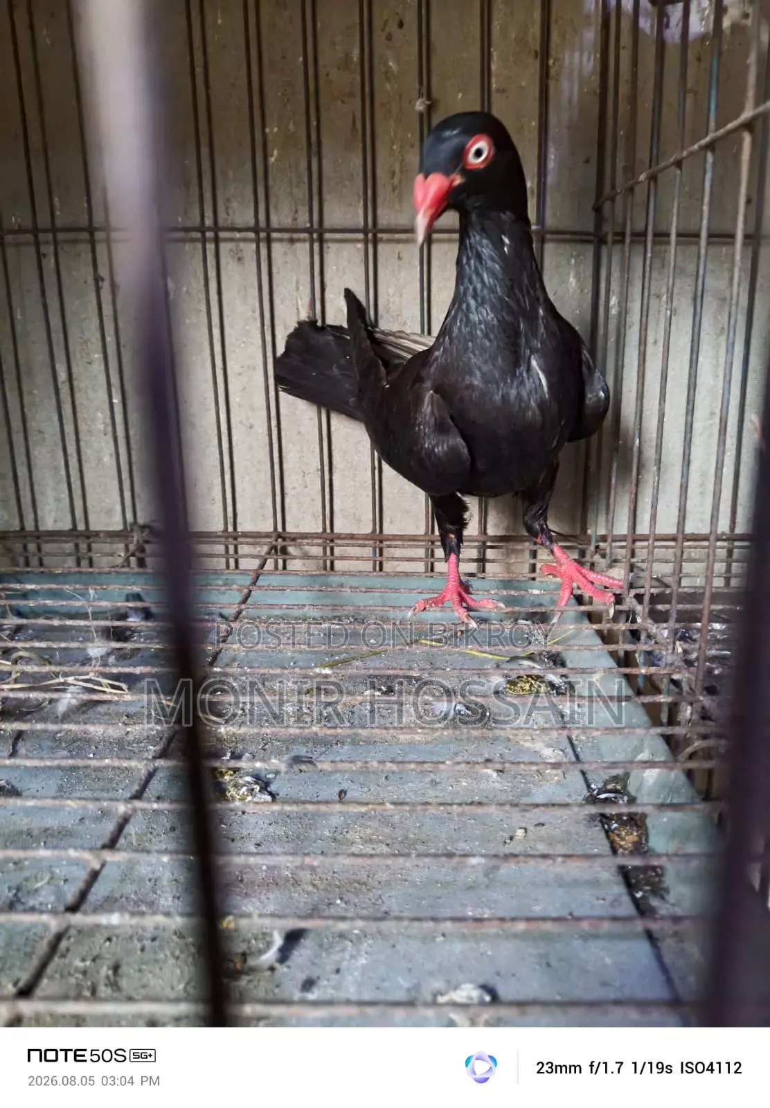 কালো ড্যানিশ পায়রা