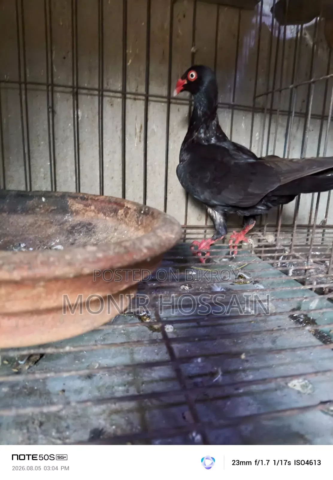 কালো ড্যানিশ পায়রা
