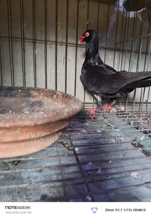 কালো ড্যানিশ পায়রা