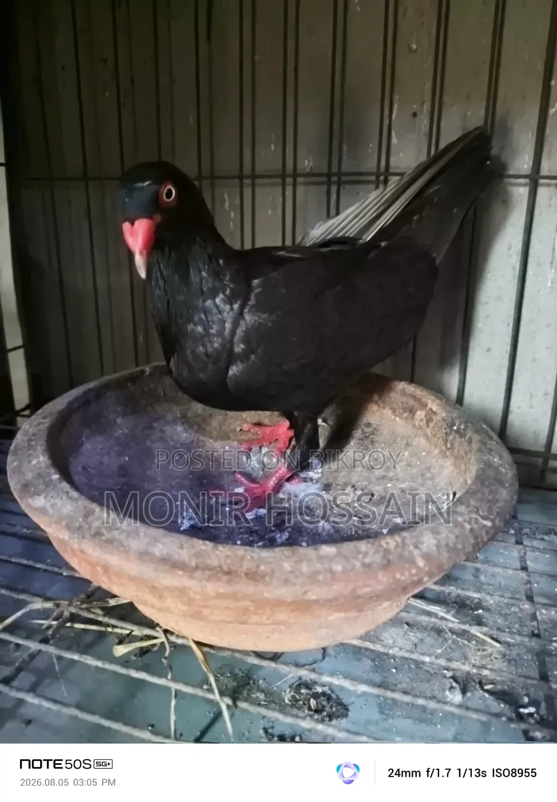 কালো ড্যানিশ পায়রা