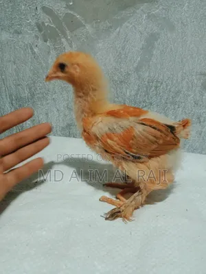 Brama Chicken Chicks for Sale
