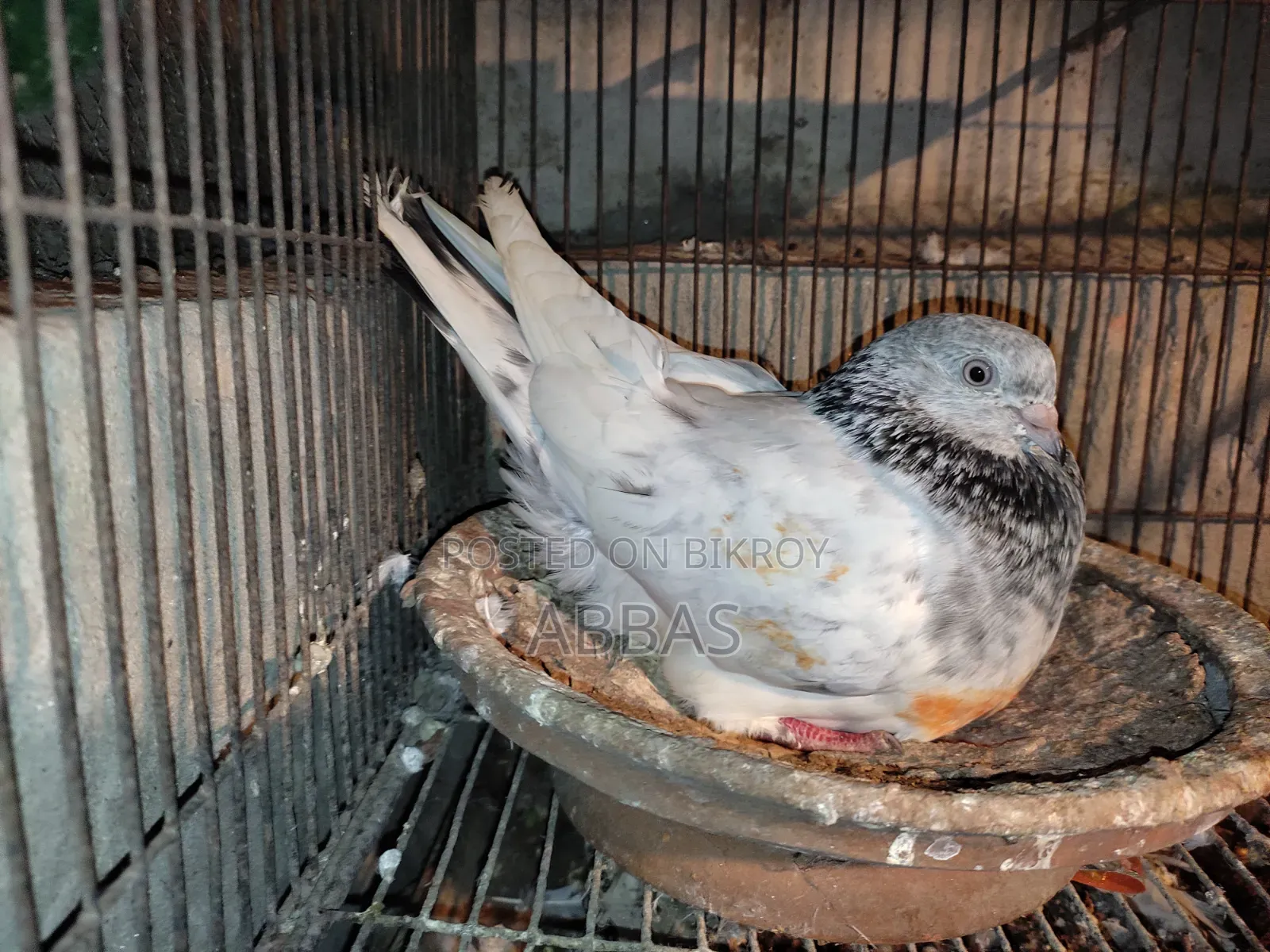 গলা কষা ডিম বাচ্চা রানিং মাদি সেল
