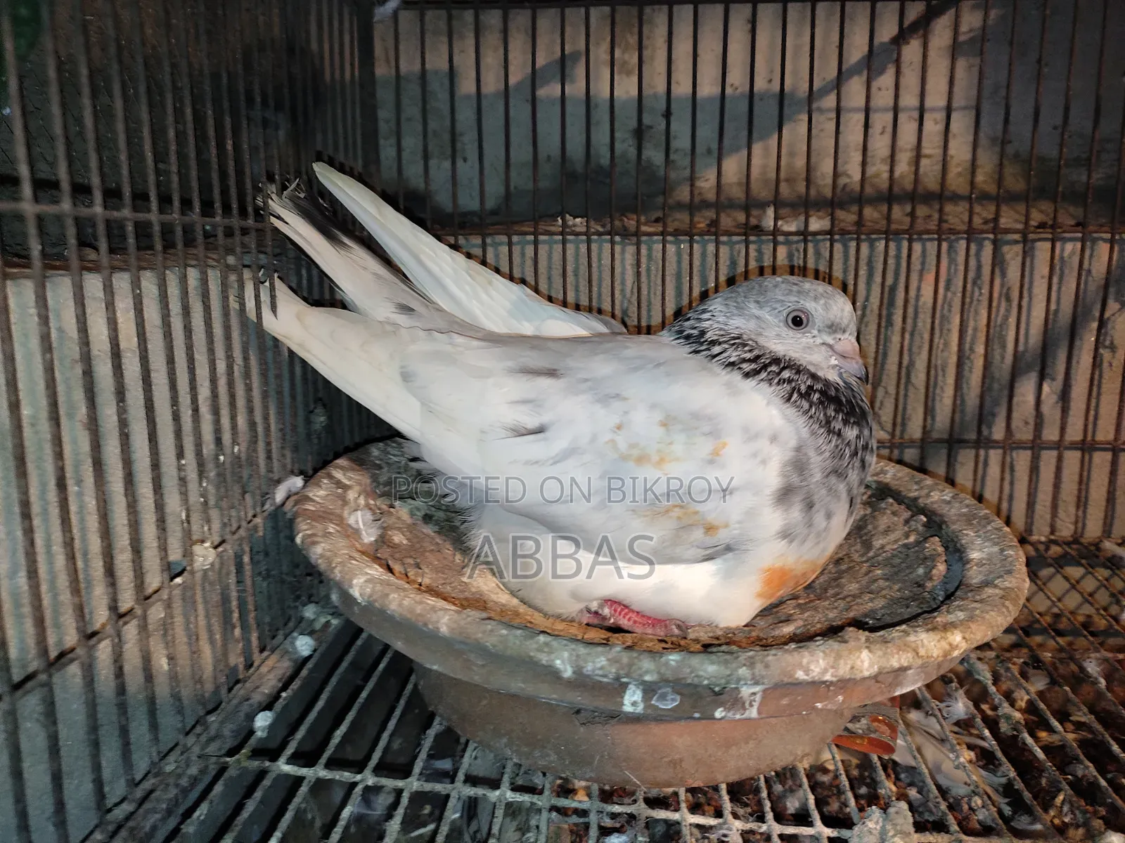 গলা কষা ডিম বাচ্চা রানিং মাদি সেল
