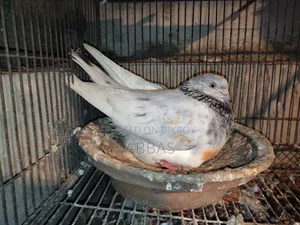 গলা কষা ডিম বাচ্চা রানিং মাদি সেল