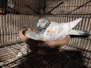 গলা কষা ডিম বাচ্চা রানিং মাদি সেল