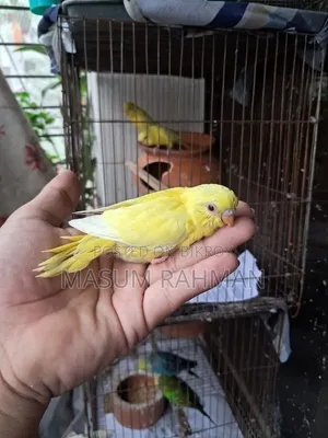 টেম সাইজ রেড আই বাজরিগার পাখি
