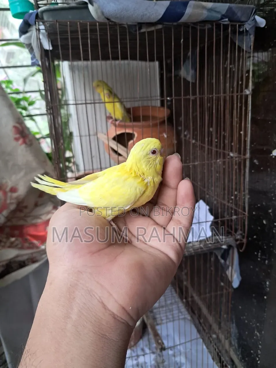 টেম সাইজ রেড আই বাজরিগার পাখি