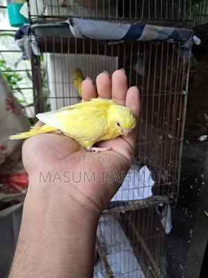 টেম সাইজ রেড আই বাজরিগার পাখি