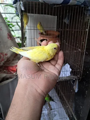 টেম সাইজ রেড আই বাজরিগার পাখি