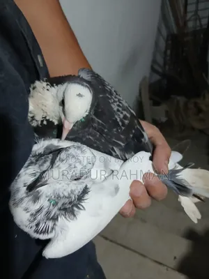 ফিমেল পায়রা