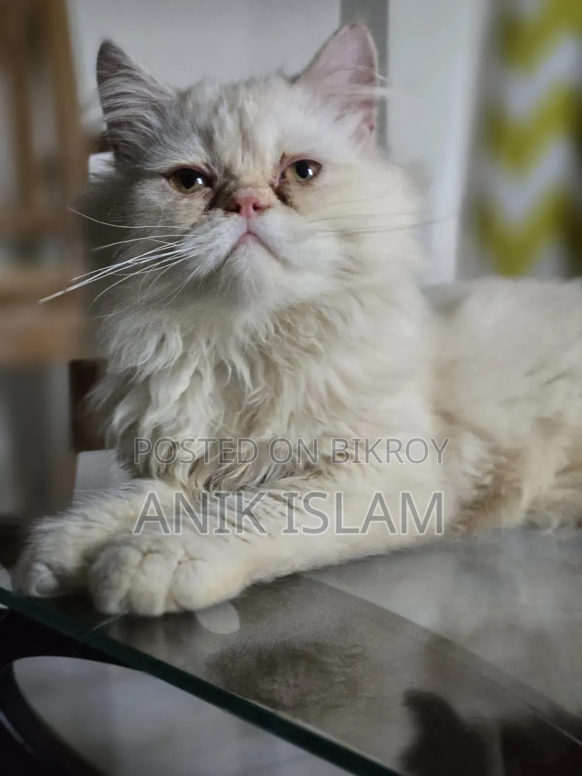 1-3 Months Male Purebred Persian