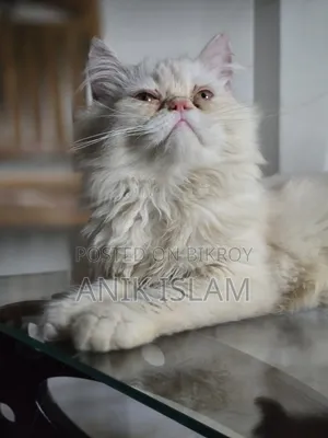 1-3 Months Male Purebred Persian