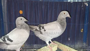 Pigeons for Sale