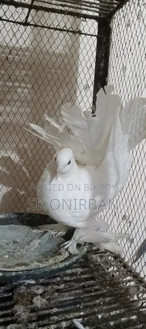 একজোড়া লক্ষা বিক্রি হবে