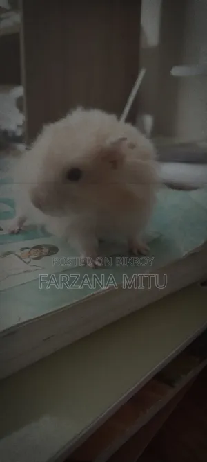 Hamster for Sale With Cage and Wheel