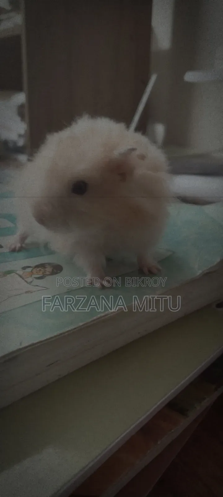 Hamster for Sale With Cage and Wheel