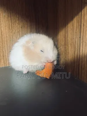 Hamster for Sale With Cage and Wheel