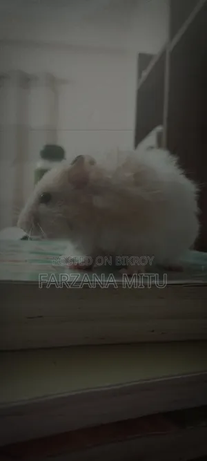 Hamster for Sale With Cage and Wheel