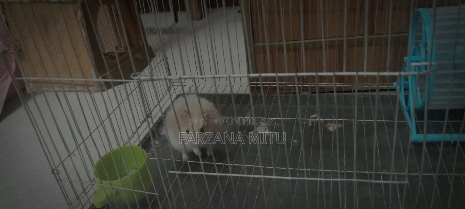 Hamster for Sale With Cage and Wheel