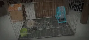Hamster for Sale With Cage and Wheel