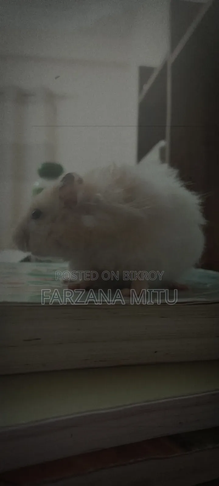 Hamster for Sale With Cage and Wheel