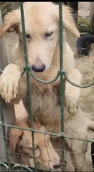 ৩-৬ মাসের পুরুষ খাঁটি প্রজাতির সাদা শেফার্ড