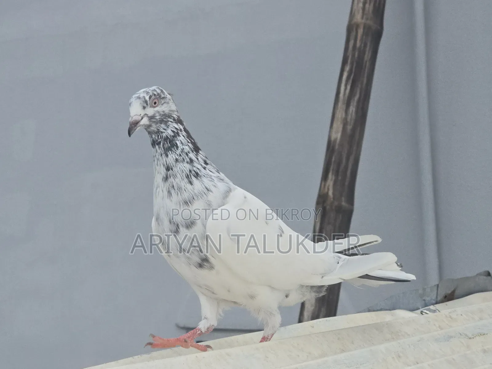 New Adult Male