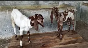 Pure Breed Goats Cheap Price